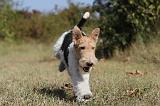 FOX TERRIER 093